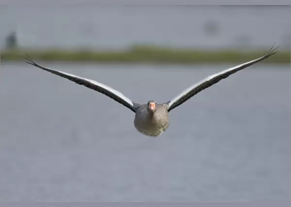 Greylag Goose Anser anser Cley Norfolk August