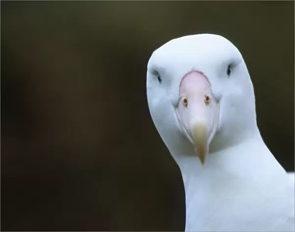 Wandering Albatross Albatross Island in Bay of Isles South Georgia January