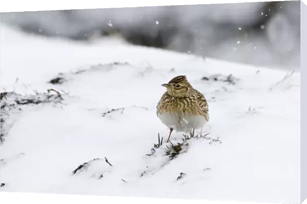 Skylark Alauda arvensis on stubble field in snow Norfolk UK winter