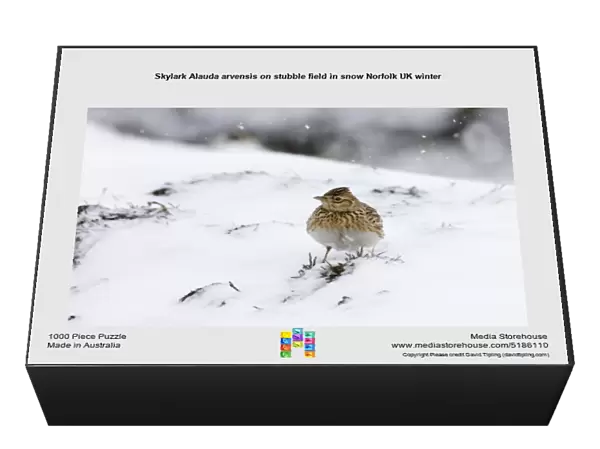 Skylark Alauda arvensis on stubble field in snow Norfolk UK winter