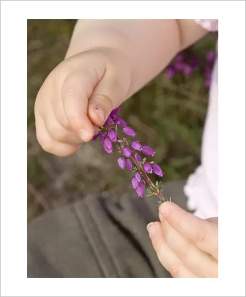 Baby clutching piece of flowering heather on heath North Norfolk summer