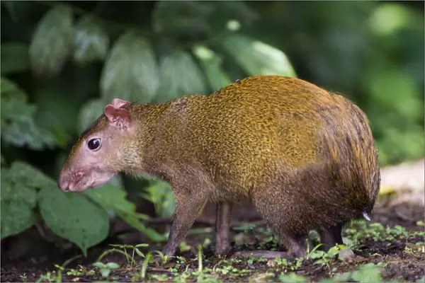 02405dt. Agouti in lowland rainforest of Soberiana NP Panama
