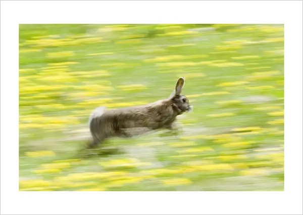 02362dt. Rabbit Oryctolagus cuniculus running through field of dandelions Norfolk summer