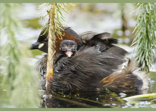 Little Grebe with chick on back North Norfolk summer