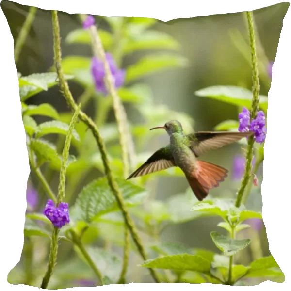 02428dt. Rufous-tailed Hummingbird Amazilia t tzacatl El Valle Panama