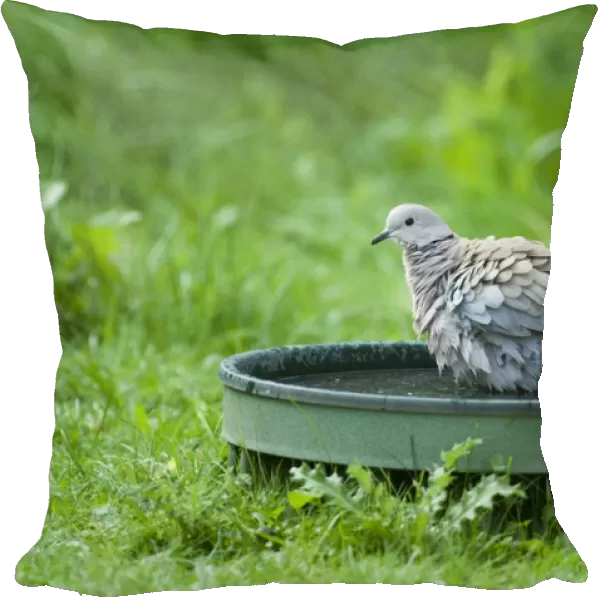 02466dt. Collared Dove bathing in bird bath in garden Norfolk summer
