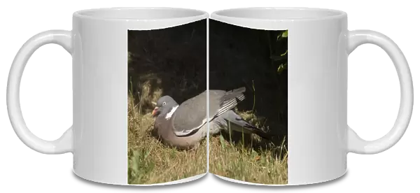 02521dt. Wood Pigeon Columba palumbus sun bathing Norfolk July