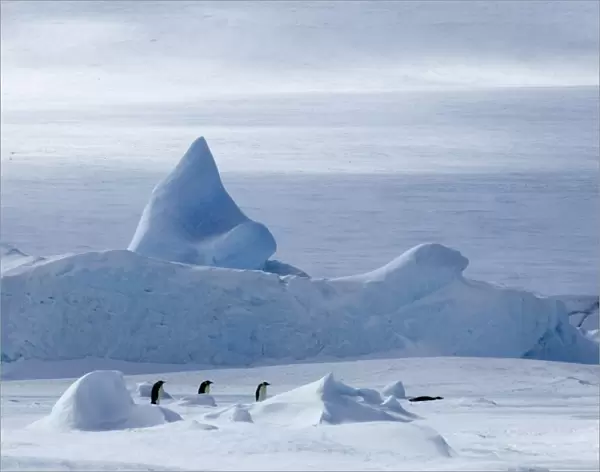 Emperor Penguin Aptenodytes forsteri walking across the sea ice of Weddell Sea near