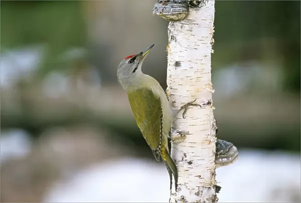 Grey-headed Woodpecker Picus canus adult male Finland winter