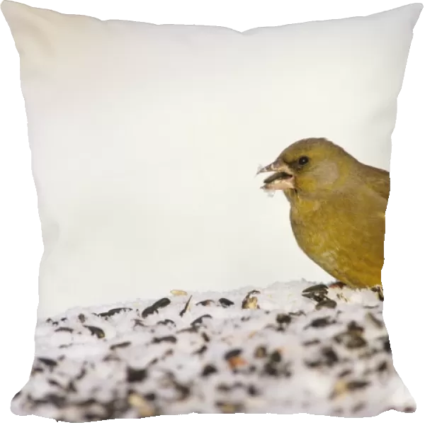 Greenfinch on bird table in garden UK winter