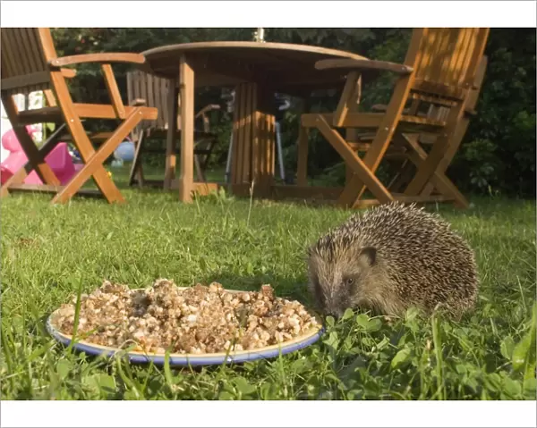 02855dt. Hedgehog in garden Norfolk summer