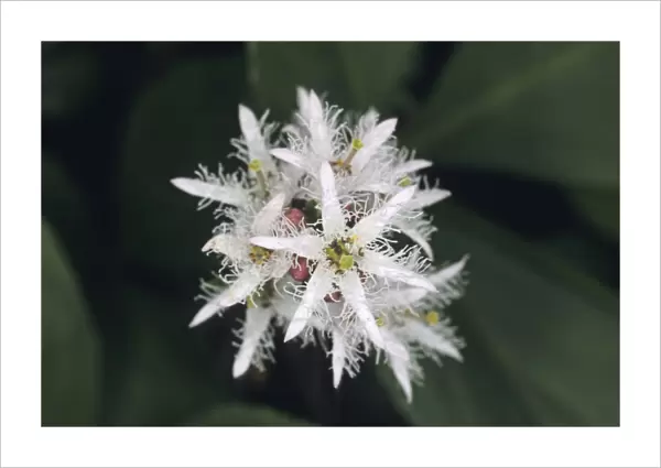 02854dt. Close up of flower of Bogbean
