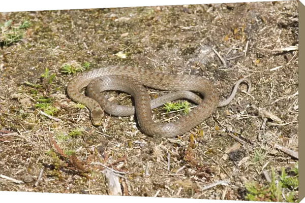 02863dt. Smooth Snake Dorset summer