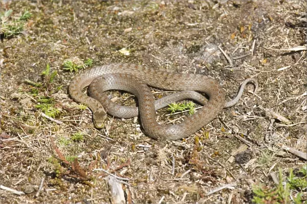 02863dt. Smooth Snake Dorset summer