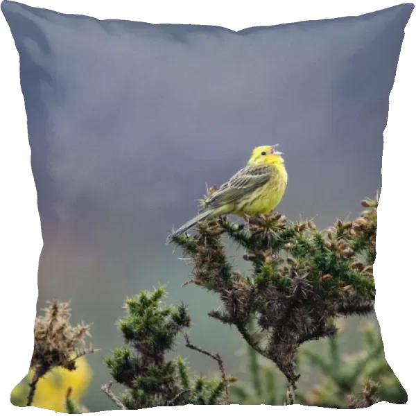 Yellowhammer Emberiza citrinella in song Norfolk April