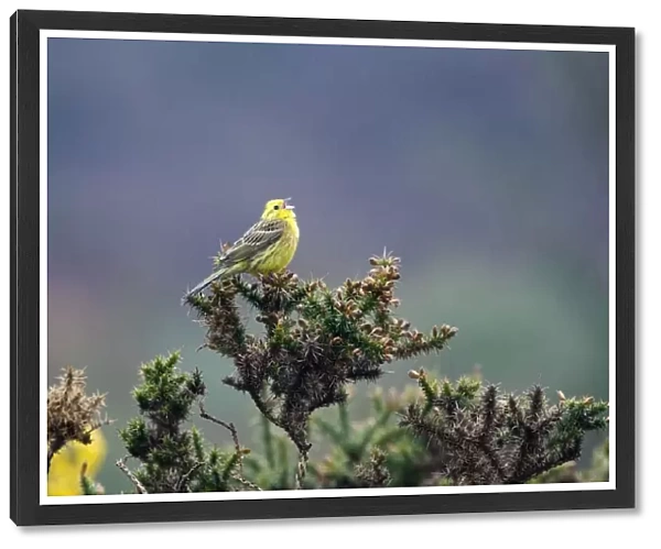 Yellowhammer Emberiza citrinella in song Norfolk April