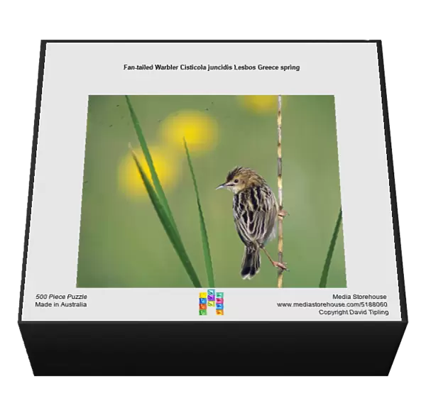Fan-tailed Warbler Cisticola juncidis Lesbos Greece spring