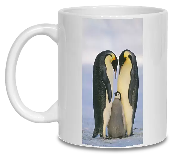 Emperor Penguin Aptenodytes fosterii pair with chick Weddell Sea Antarctica November