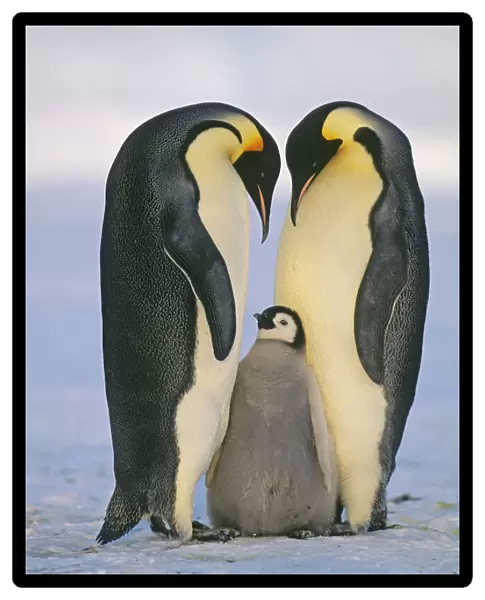 Emperor Penguin Aptenodytes fosterii pair with chick Weddell Sea Antarctica November