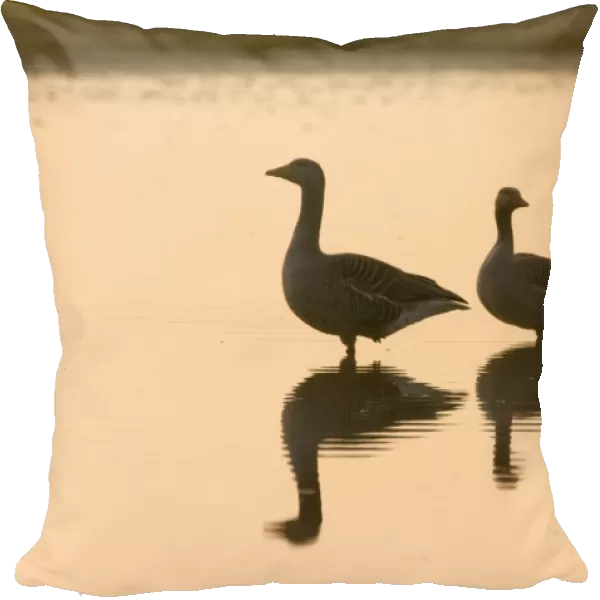 Greylag Geese Anser anser pair at dawn Titchwell Norfolk April