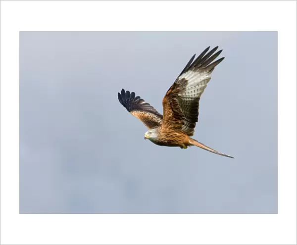 Red Kite Milvus milvus Mid Wales
