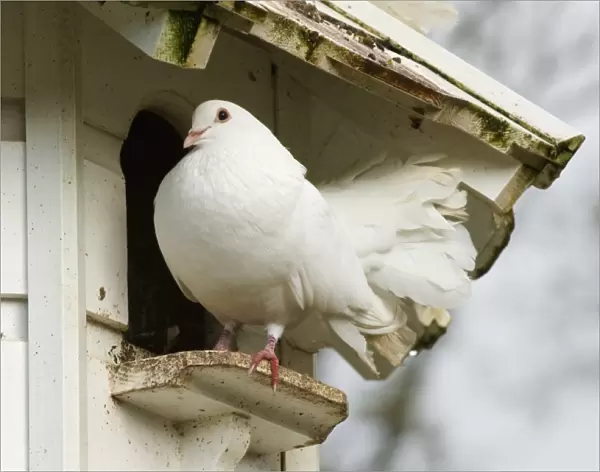 Fantail Dove in Dovecote Cornwall
