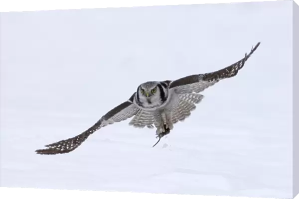 Hawk Owl Surnia ulula with vole nr Vaala Finland March