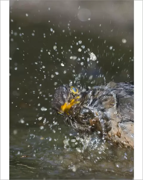 Blackbird Turdus merula female bathing in puddle Norfolk spring