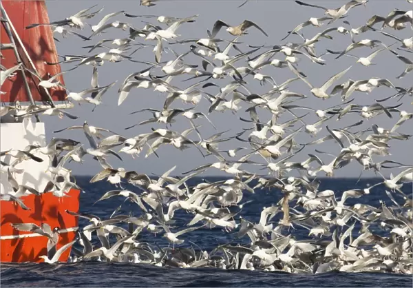 Gulls mainly Herring Gulls following fishing trawler at mouth of Varanger Fjord Arctic