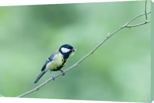 Great Tit Parus major with caterpillar for chicks Norfolk spring