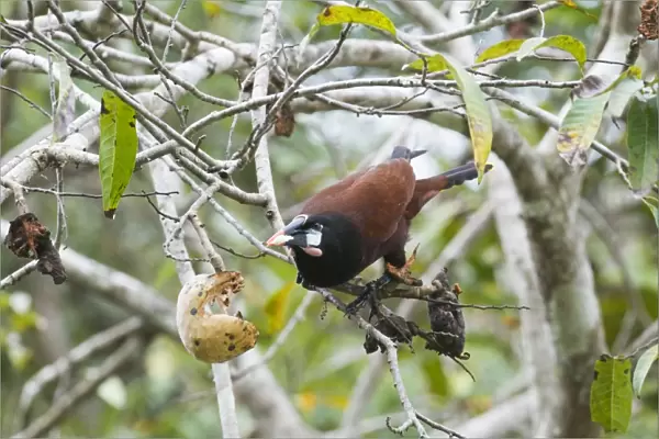 Montezuma Oropendola Psaracolius montezuma feeding in fruiting tree Tikal Guatemala