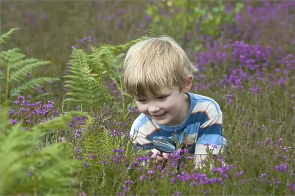 Boy with magnifying glass looking at insects on heath North Norfolk July