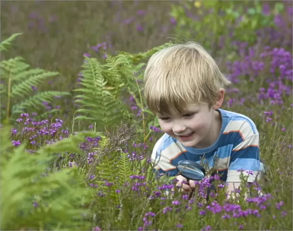 Boy with magnifying glass looking at insects on heath North Norfolk July
