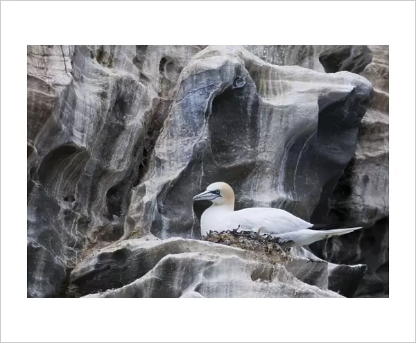 Gannet Sula bassana on nest Noss Shetland June