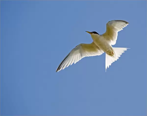 Little Tern Sterna albifrons Minsmere RSPB Reserve Suffolk June