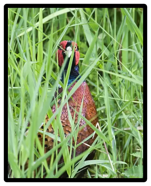 Pheasant Phasianus colchius Norfolk summer