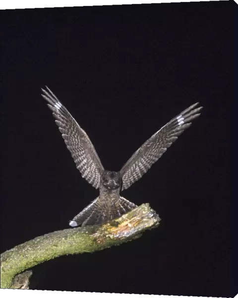Nightjar Caprimulgus europaeus landing on song post on heath North Norfolk July