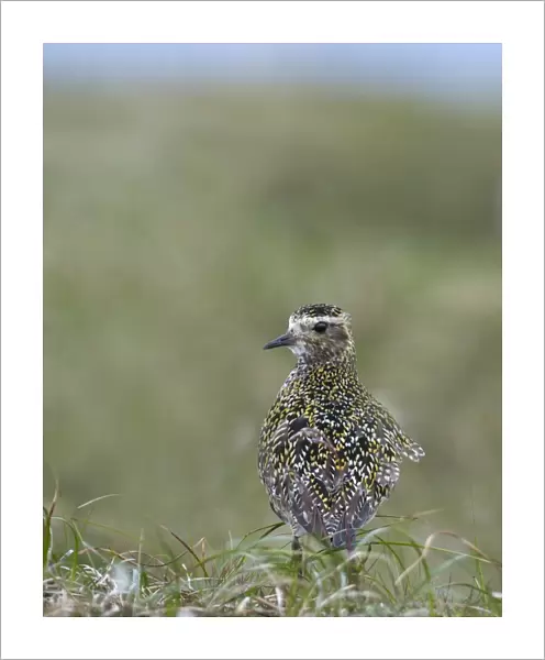 Golden Plover Pluvialis apricaria Fetlar Shetland June