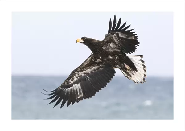 Stellers Eagles Haliaeetus pelagicus immature Shiretoko Peninsula Hokkaido Japan