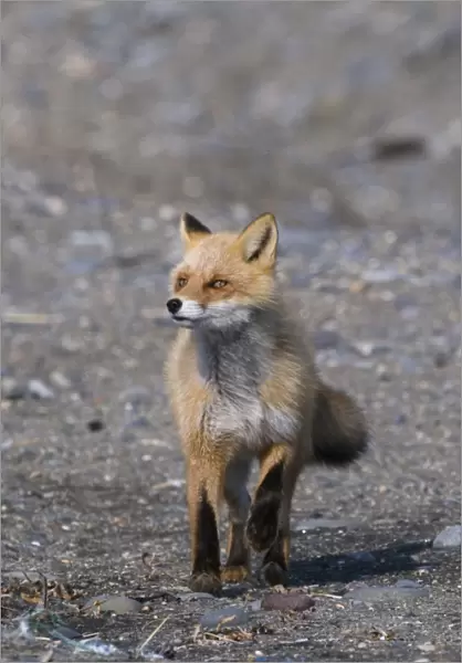 Red Fox Vulpes vulpes Hokkaido Japan