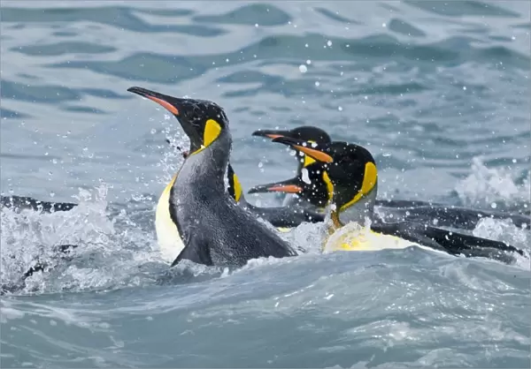 King Penguins bathing in sea Aptenodytes patagonicus St Andrews Bay South Georgia