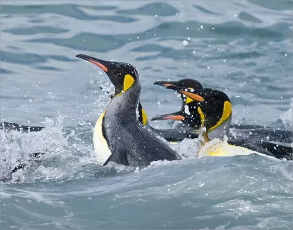 King Penguins bathing in sea Aptenodytes patagonicus St Andrews Bay South Georgia