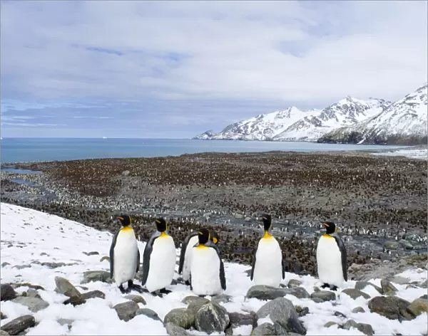King Penguins Aptenodytes patagonicus colony St Andrews Bay South Georgia November