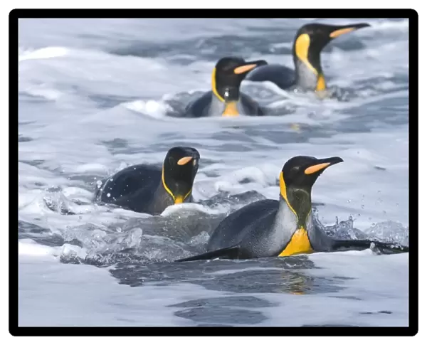 King Penguins coning ashore Aptenodytes patagonicus St Andrews Bay South Georgia November