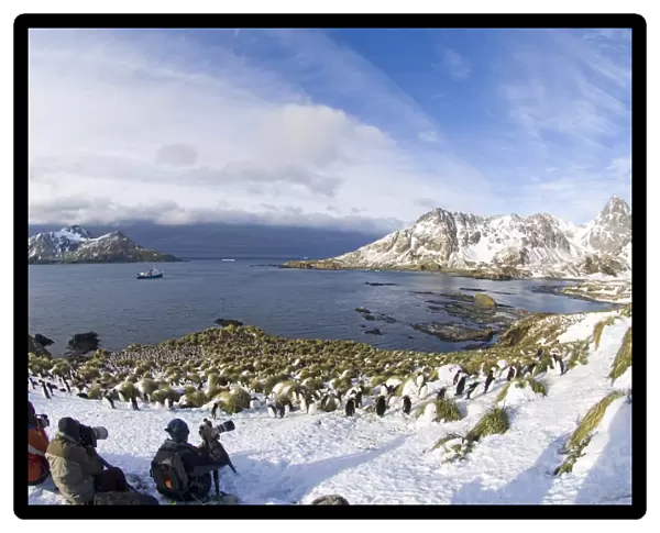 Tourists photographing Macaroni Penguins Eudyptes chrysolophus at colony in Cooper