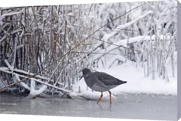 Redshank Tringa totanus on frozen ditch Cley Norfolk November