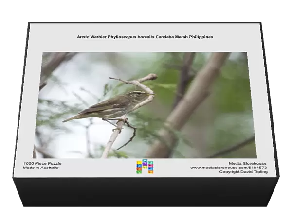 Arctic Warbler Phylloscopus borealis Candaba Marsh Philippines