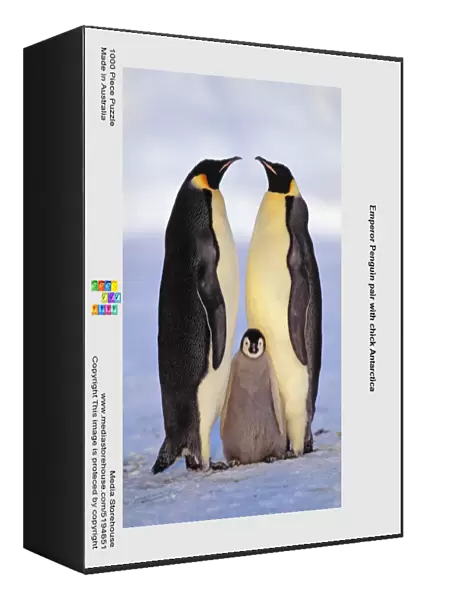 Emperor Penguin pair with chick Antarctica