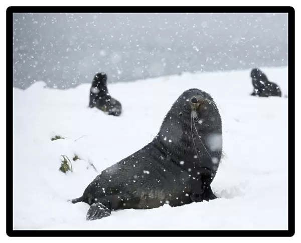 Antarctic Fur Seals Atrocephalus gazella Grytviken South Georgia November