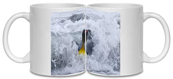 King Penguin Aptenodytes patagonicus coming ashore in surf Gold Harbour South Georgia